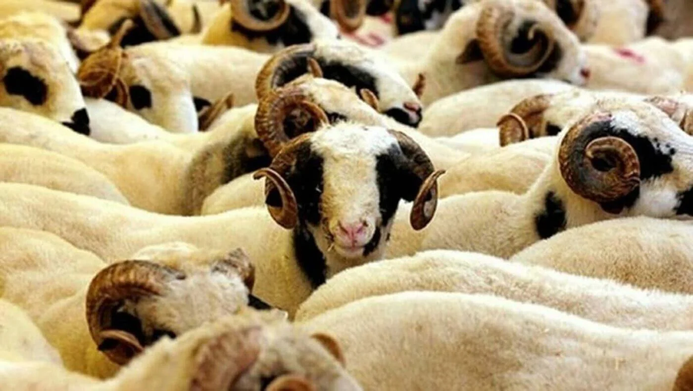 Afyon Adaklık Kurban | Akika Kurbanı | Şükür Kurbanı | Online Adaklık Kurban