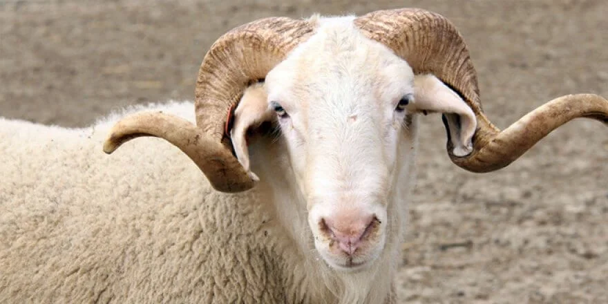 Afyon Adaklık Kurban | Akika Kurbanı | Şükür Kurbanı | Online Adaklık Kurban