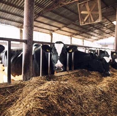 Afyon Adaklık Kurban | Akika Kurbanı | Şükür Kurbanı | Online Adaklık Kurban